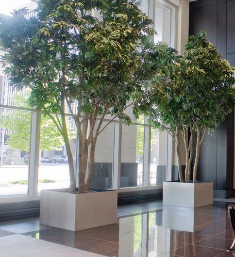Lobby Plantscape - two ficus in Cube planters